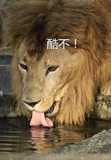 獅子喝水|獅子與瓶子的故事